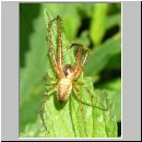 Metellina sp - Herbstspinne 03b.jpg